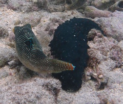 Canthigaster petersii