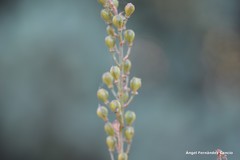 Asphodelus serotinus