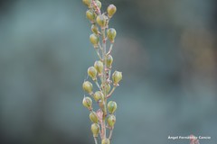 Asphodelus serotinus