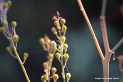 Asphodelus serotinus