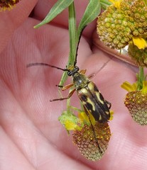 Typocerus octonotatus