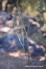 Asphodelus serotinus