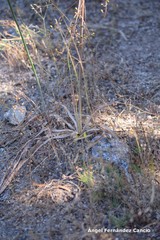 Asphodelus serotinus