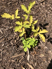 Stylophorum diphyllum