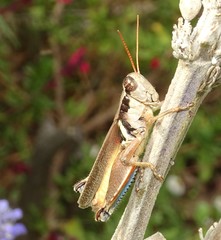 Melanoplus glaucipes