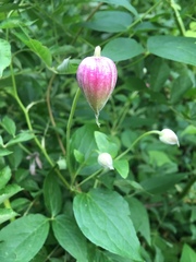 Clematis viorna