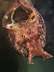 Aplysia reticulata