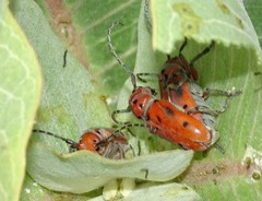 Tetraopes mandibularis