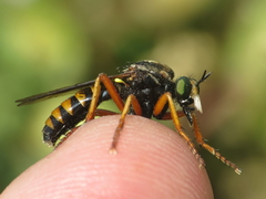 Saropogon flavicinctus