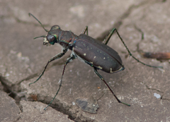 Cicindela punctulata punctulata