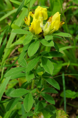 Chamaecytisus supinus