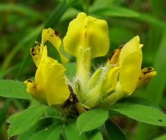Chamaecytisus supinus