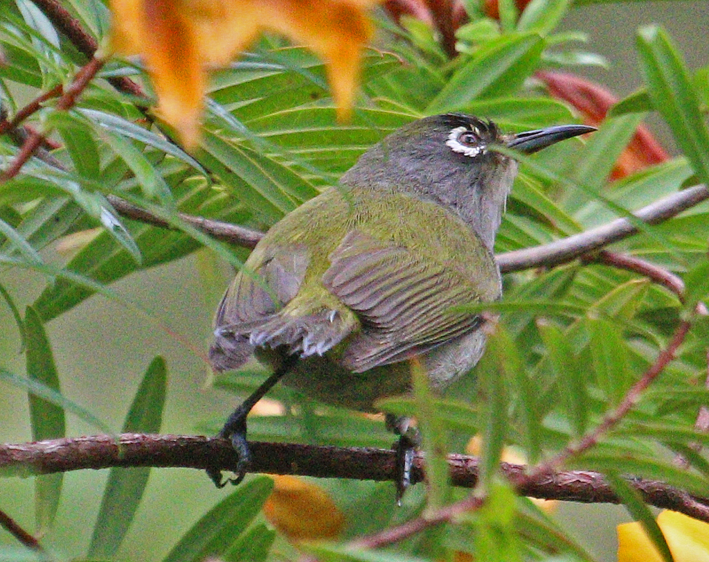 Zosterops olivaceus (Birds of Reunion island) · iNaturalist