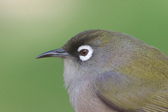Reunion Olive White-Eye photo 3