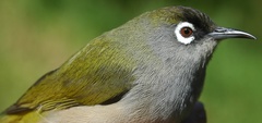 Reunion Olive White-Eye photo 4