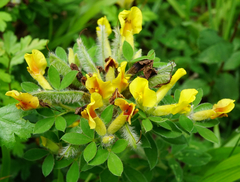 Chamaecytisus supinus