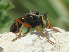 Saropogon flavicinctus