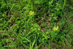 Chamaecytisus supinus