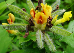 Chamaecytisus supinus