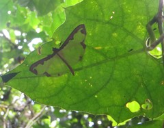 Cadarena pudoraria