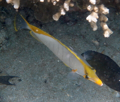 Chaetodon xanthocephalus