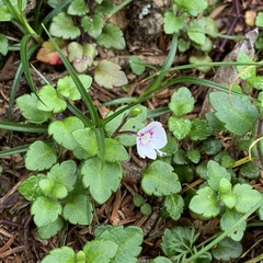 Veronica oligosperma