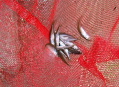 Leucaspius delineatus