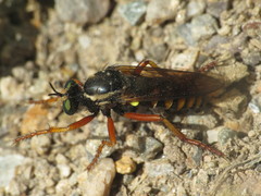 Saropogon flavicinctus