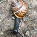 Copse Snail - Photo (c) Martin Grimm, some rights reserved (CC BY-NC), uploaded by Martin Grimm