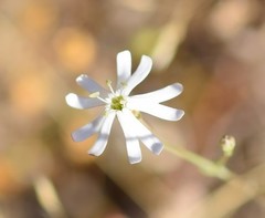 Silene portensis