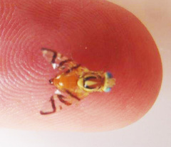 Zonosemata vittigera