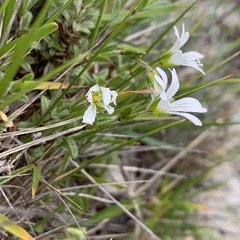 Cerastium morrisonense