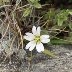 Cerastium morrisonense