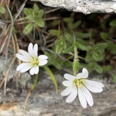 Cerastium morrisonense