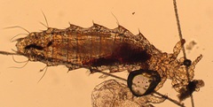 Anoplura