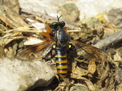 Saropogon flavicinctus