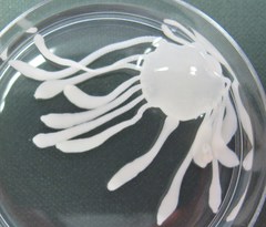 Cestoda