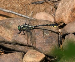Gomphurus lineatifrons
