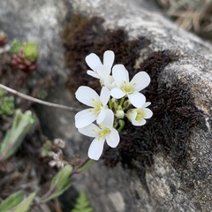 Arabis serrata
