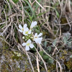 Arabis serrata