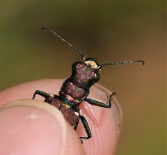 Cicindela ancocisconensis