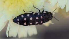 Acmaeodera octodecimguttata