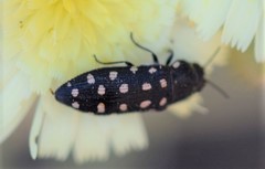 Acmaeodera octodecimguttata