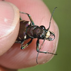 Cicindela ancocisconensis
