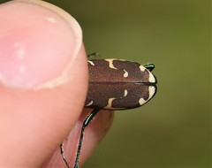 Cicindela ancocisconensis