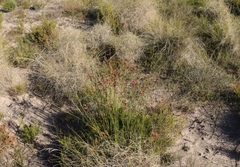 Thamnochortus muirii