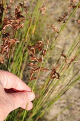 Thamnochortus muirii