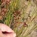 Thamnochortus muirii - Photo (c) Sandra Falanga, some rights reserved (CC BY-NC), uploaded by Sandra Falanga