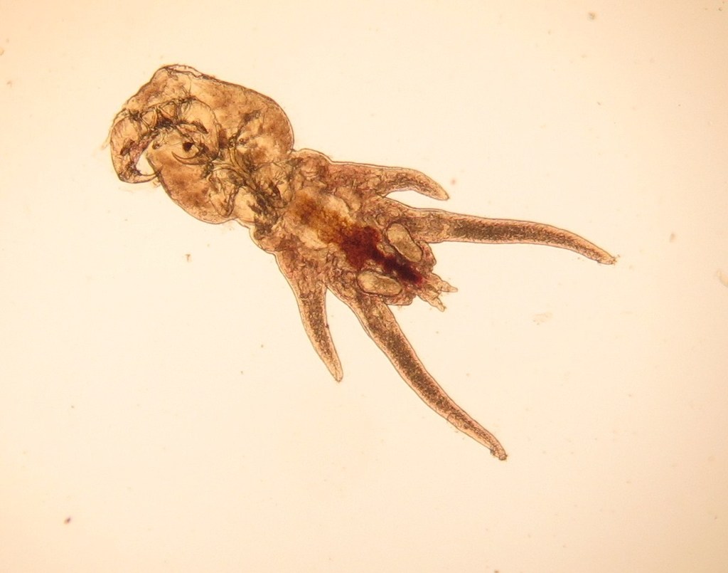 Lernanthropidae