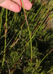 Thamnochortus muirii